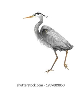 Animal Illustration: Great Blue Heron.