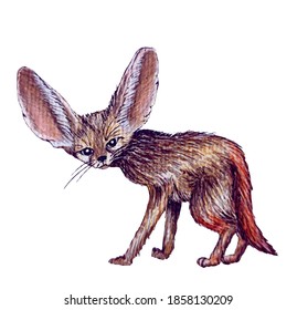 Animal Illustration: Little Fennec Fox. Isolated watercolor hand painted.