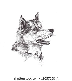 sketch wolf
