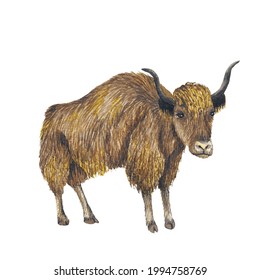 Animal Illustration: Wild Yak, Watercolor, Isolated.