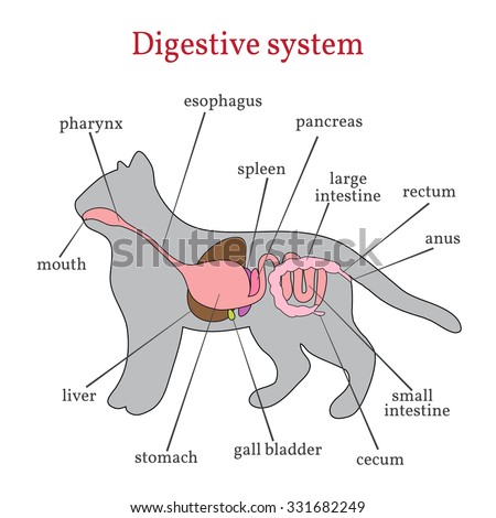 Animal Organ System Digestive System Domestic Stock Illustration