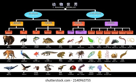 Animal Species System, Classification Of Animals, Introduction Of Representatives Of Animal Species, Let More People Understand Animal Science Knowledge, More Direct And Concise