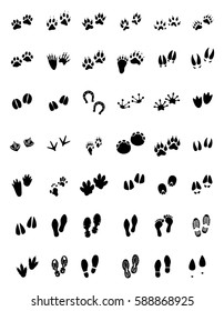 Animal Tracks - Foot Print Guide 