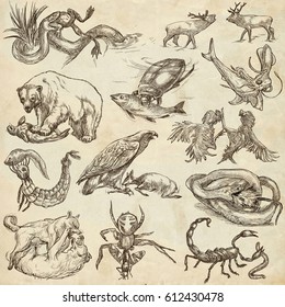 Animals in action around the World - Predators. An hand drawn full sized illustrations. Collection, set. Drawing on old paper, line art.