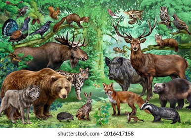 Animals And Birds Of The Taiga, Flora And Fauna Of Coniferous Forests, Realistic Drawing, Full Color Poster, Illustration For The Book