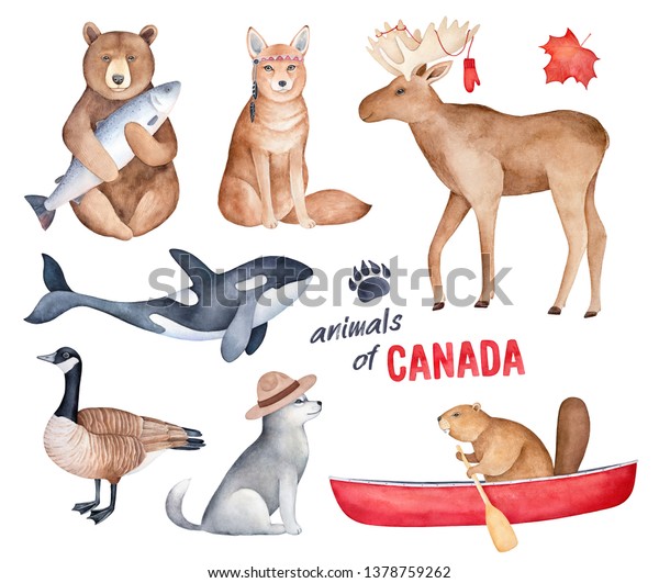 カナダの動物 の水彩イラスト セット デザインデコレーション プリント ステッカー 冷蔵庫の磁石 ユニークな記念品 特別な思い出ギフト 子ども用の部屋のポスターなど 手描きのグラフィッククリップアートエレメント の イラスト素材