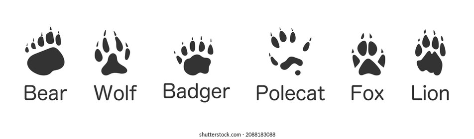 Animals Footprints, Paw Prints. Set Of Different Animals And Birds Footprints And Traces. Bear, Wolf, Badger, Polecat, Fox, Lion. Illustration