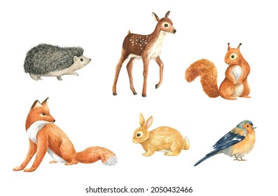  Animals Wild Forest Watercolor Set Illustration Isolated Fox Squirrel Deer Hare Bird Hedgehog