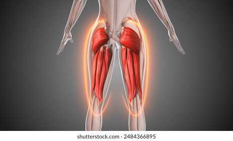 Animation of the hamstring and gluteus muscles 3D Illustration