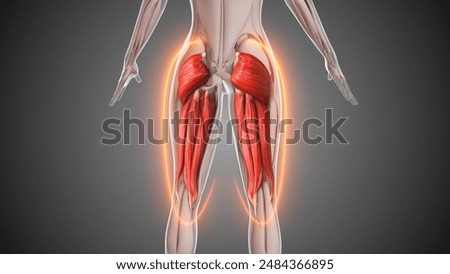Animation of the hamstring and gluteus muscles 3D Illustration