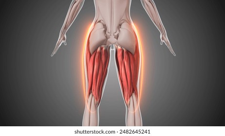 Animation of the hamstring muscles 3D Illustration - Powered by Shutterstock