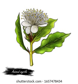 Aniseed Myrtle Green Herb Digital Art Illustration. Aromatic Cooking Condiment, Allspice Flower And Green Leaves