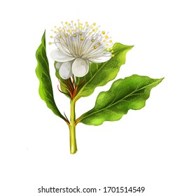 Aniseed Myrtle Green Herb Digital Art Illustration. Aromatic Cooking Condiment, Allspice Flower And Green Leaves. White Flower Australian Plant. Ringwood And Aniseed Tree, Syzygium Anisatum