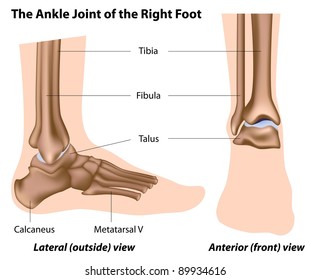 The ankle joint