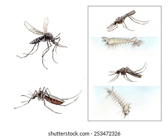 Anopheles, Culex, Mosquitoes