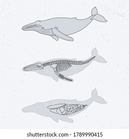 Anotomy Humpback Whale Xray Skeleton Animal Stock Illustration ...