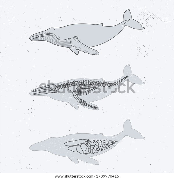 Anotomy Humpback Whale Xray Skeleton Animal Stock Illustration 1789990415