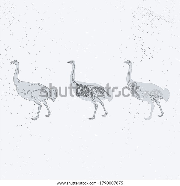anotomy\
ostrich x-ray skeleton animal biology\
science