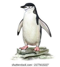 Antarctic Penguin Pygoscelis Antarctica Realistic Drawing Stock ...