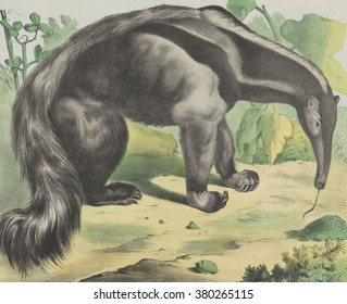 Anteater, By Jos. Scholz, C. 1830-80, Dutch Print, Lithograph. Giant Anteater From Tropical South And Central America.