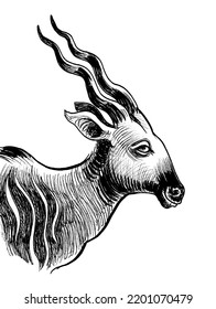 Antelope Head. Ink Black And White Drawing