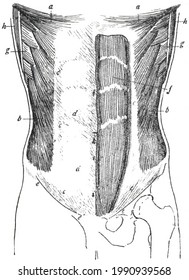 The Anterior Abdominal Wall - Topographic Anatomy