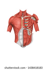 Anterior Anatomical View Of The Chest Muscle