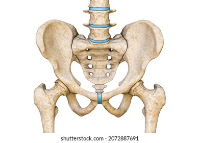 Anterior Front View Human Male Pelvis Stock Illustration 2072887691 ...