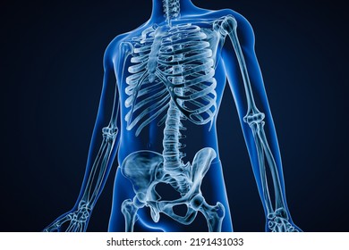 Anterior Or Front View Of Xray Image Of Accurate Human Skeletal System Or Skeleton With Adult Male Body Contours On Blue Background 3D Rendering Illustration. Anatomy, Osteology Concept.