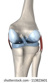 Anterior and posterior cruciate ligament anatomy