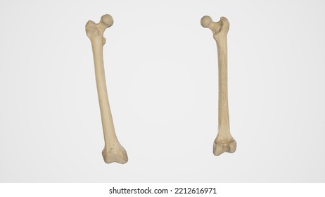 Anterior And Posterior View Of Femur (Thigh Bone).3d Rendering