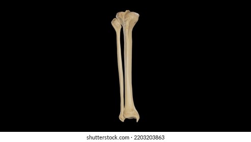 Anterior View Of Bones Of Right Leg,3D Rendering