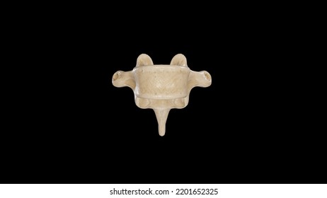 Anterior View Of Eighth Thoracic Vertebra (T8),3D Rendering