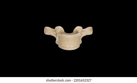 Anterior View Of Second Thoracic Vertebra (T2),3D Rendering