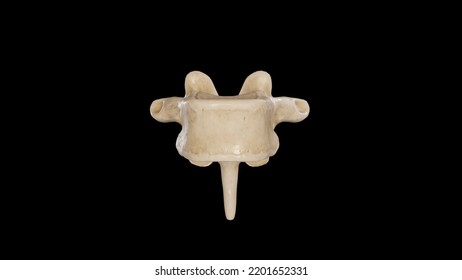 Anterior View Of Seventh Thoracic Vertebra (T7),3D Rendering