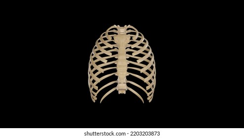 Anterior View Of Thoracic Cage,3D Rendering