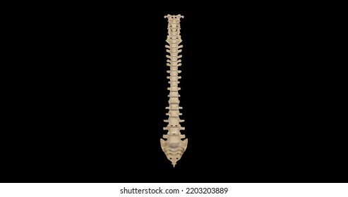 Anterior View Of Vertebral Column,3D Rendering