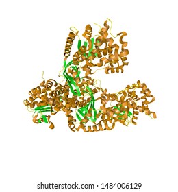 Anthrax toxin lethal factor isolated on white background. Crystal structure of toxin produced by bacterium Bacillus anthracis. Medical background. Scientific background. 3d illustration