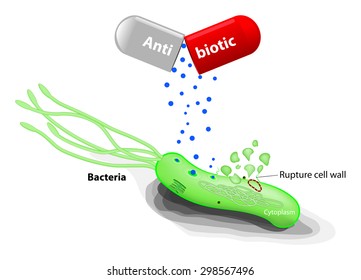 Antibiotic Inhibitors Of Cell Wall Synthesis. Rupture Bacterial Cell Wall.