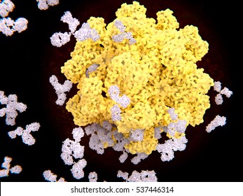 Antibodies binding to a virus (a norovirus).Antibodies identify and neutralize pathogens such as viri. 3D Rendering.
