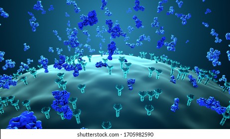 Antibodies destroy an infected cell by a virus, immun defense kill the infected cell  3d illustration