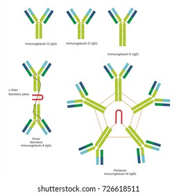 Antibodies Yshaped Proteins Produced By Plasma Stock Illustration ...