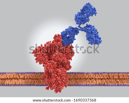 Antibody binding to the spike (S) protein of the coronavirus SARS-CoV-2. PDB source 6VSB, 1IGT- 3d rendering Stock photo © 