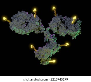 Antibody Drug Conjugates (ADCs) Are Targeted Medicines That Deliver Chemotherapy Agents To Cancer Cells 3d Rendering