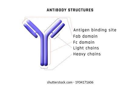 Antibody Molecular Structure On Black Background