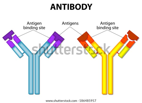 抗体分子と抗原 図 のイラスト素材