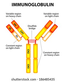 Antibody On A White Background. Diagram Of The Basic Unit Of Immunoglobulin. 