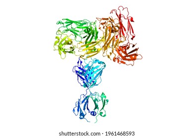 Anti-CD19 Monoclonal Antibody For The Treatment Of B-cell Acute Lymphoblastic Leukemia (ALL) Molecule 3D Render Structure