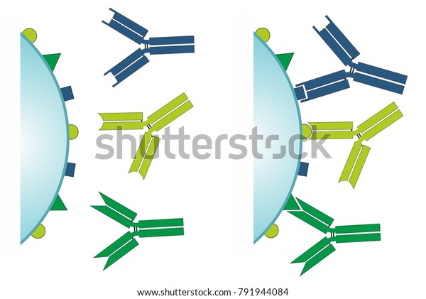免疫系内での抗原 – 抗体複合体の相互作用。各抗体は、特定の抗原を認識する。結合部位をエピトープ、パラトープと呼ぶ。