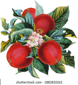 Antique Botanical Apple Fruit Arrangement, Apple Tree Twig With Red Fruits, White Flowers And Green Leaves